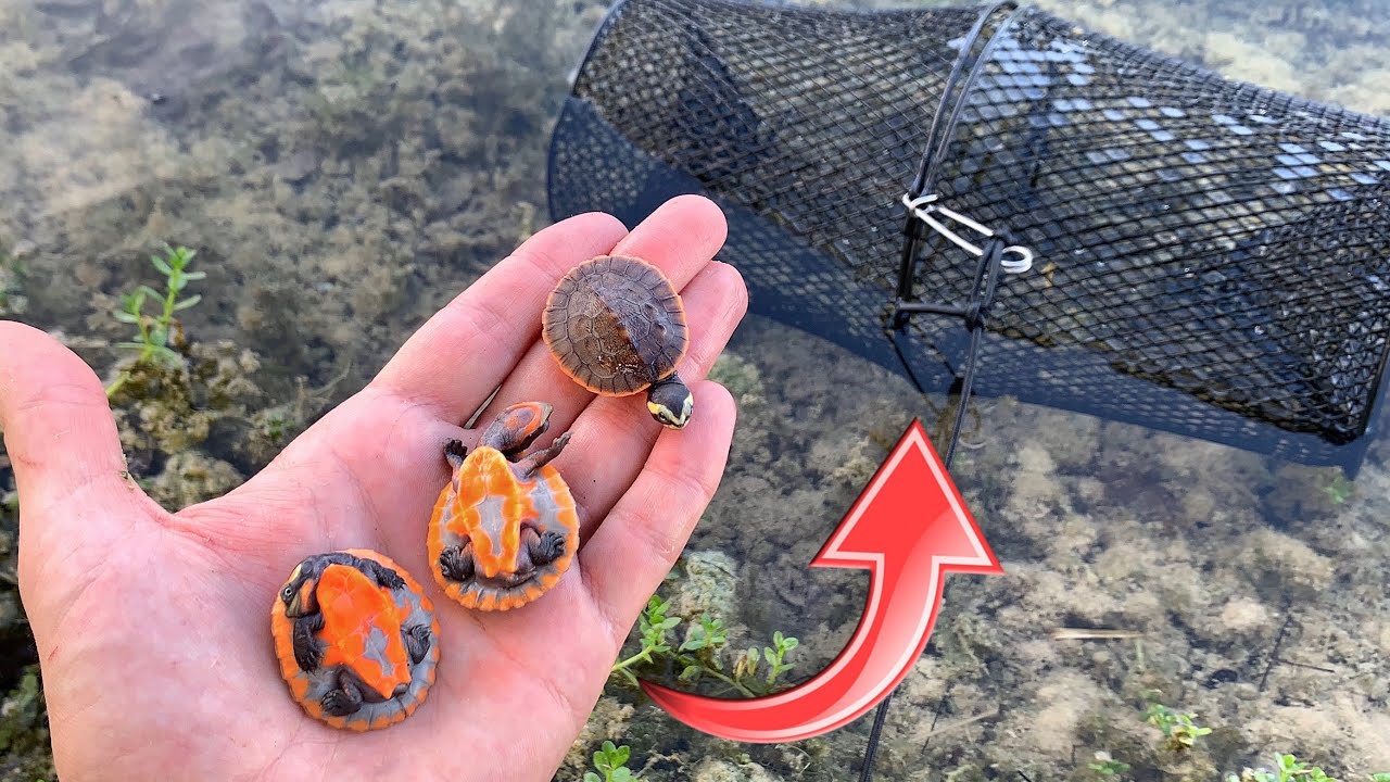 A turtle trap reveals a colorful baby catch