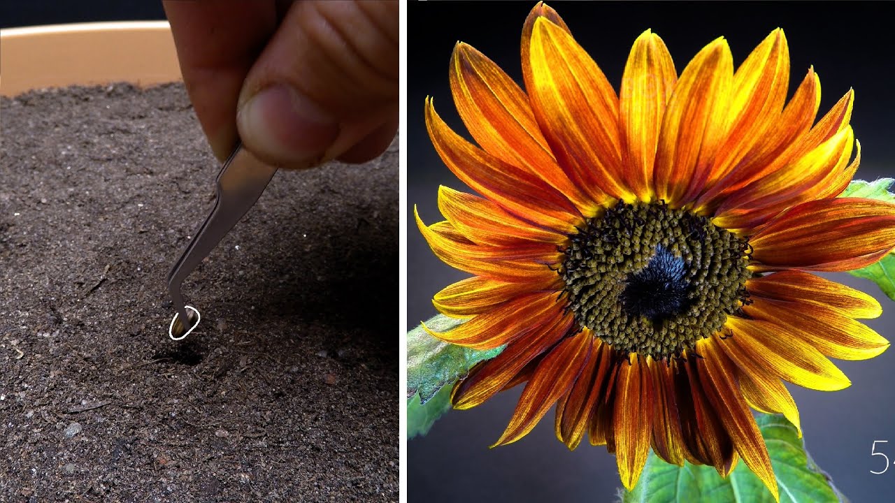 Growing red sunflower time lapse