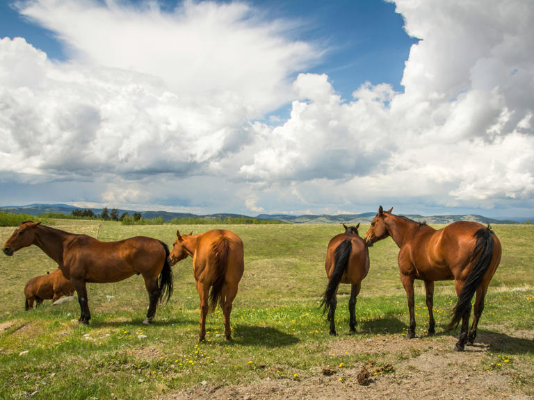 Meet the top private landowner in the US, who owns more than 2.7 ...