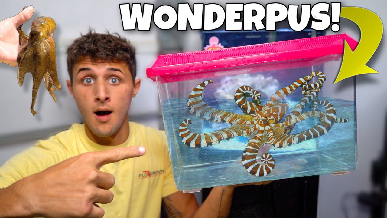 My new pet exotic octopus! (Amazing)