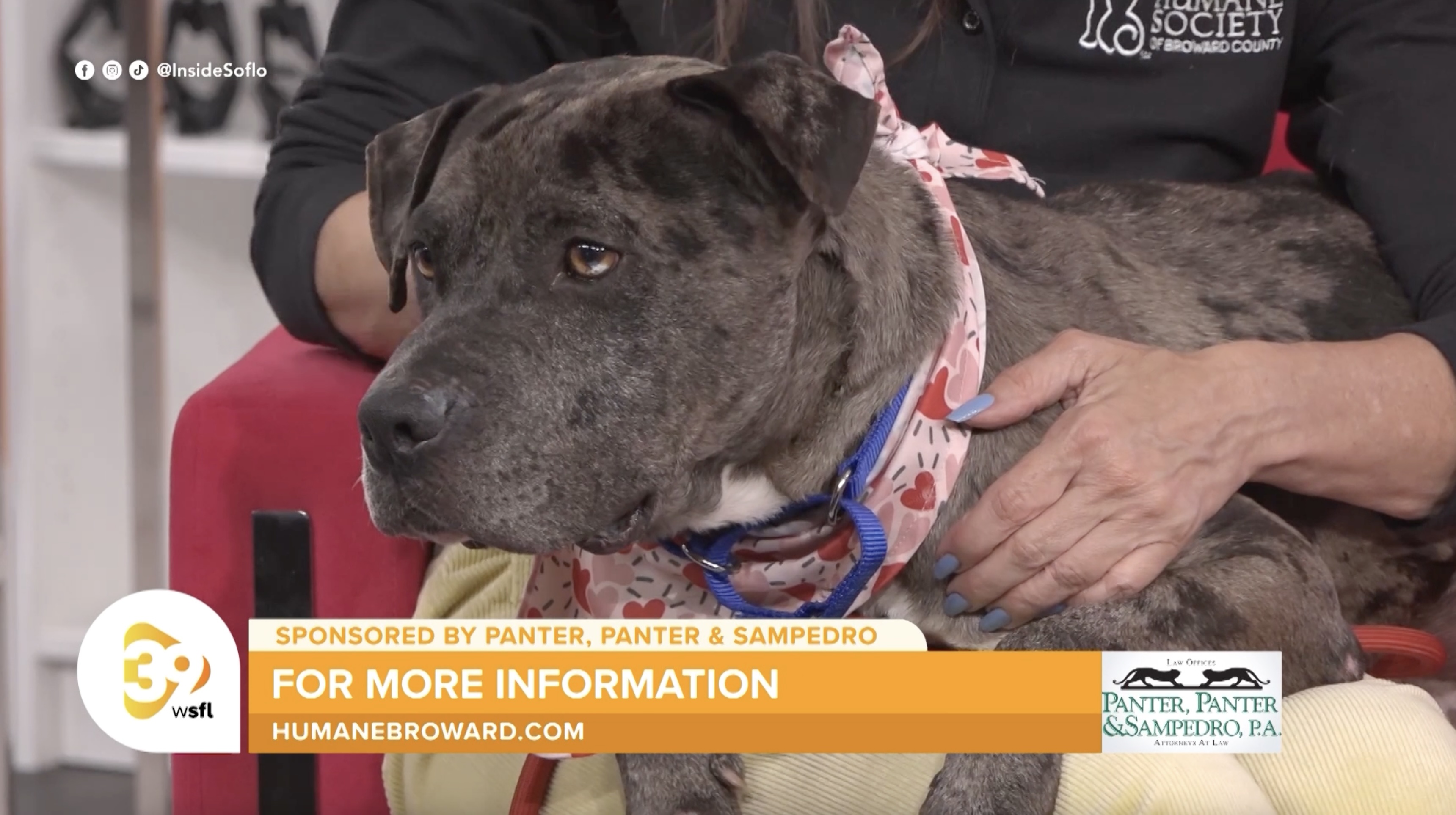 Meet Jeremy, a 5-year-old cuddle bug looking for a forever home at ...