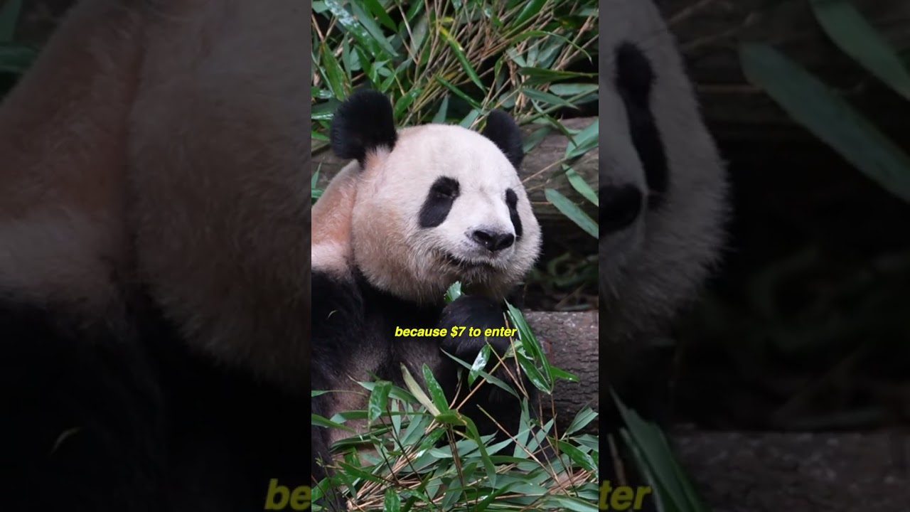 I saw a real panda in China!