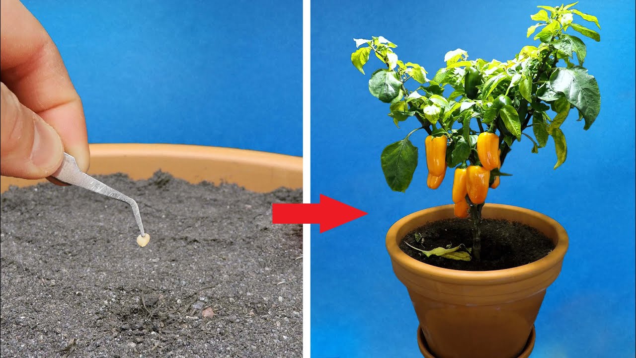 From seed to harvest: Orange bell pepper in 123 days