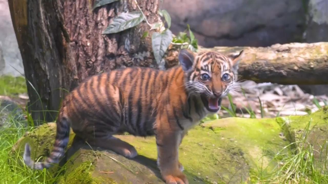 Baby Sumatra tiger making good progress at Berlin zoo