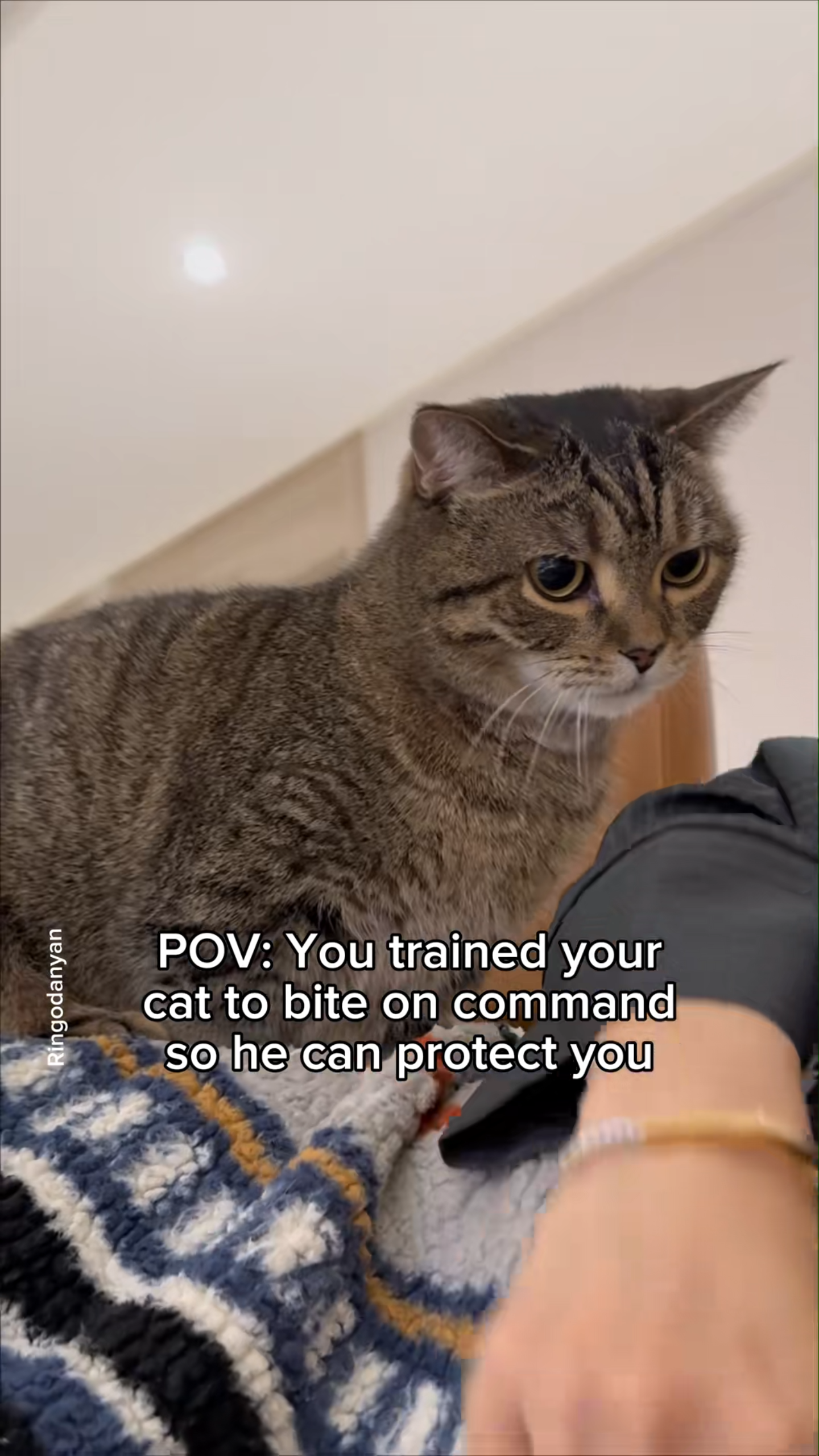 Trained to protect but made for the sweetest cuddles