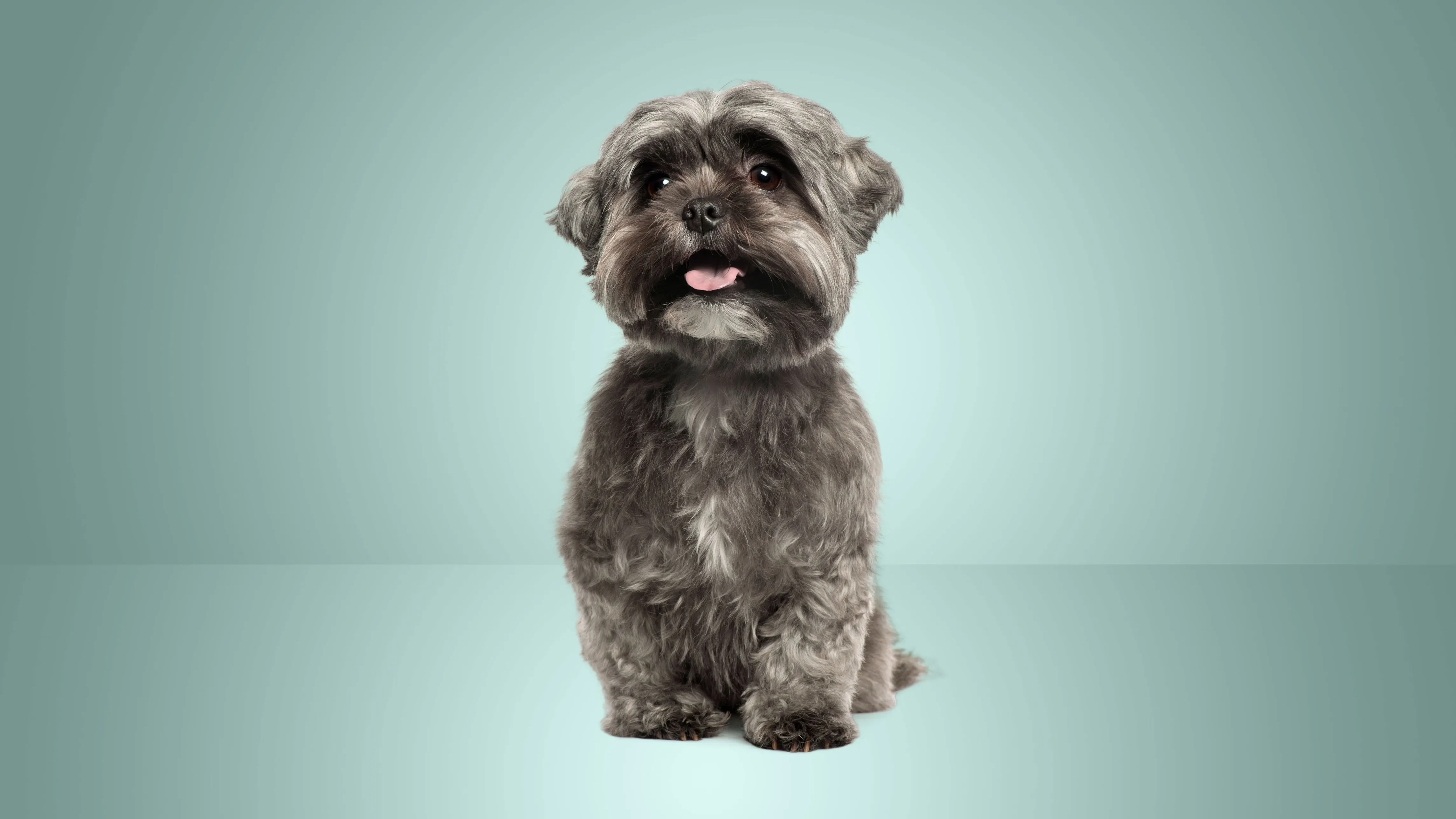 The best pet insurance in Rhode Island 2026