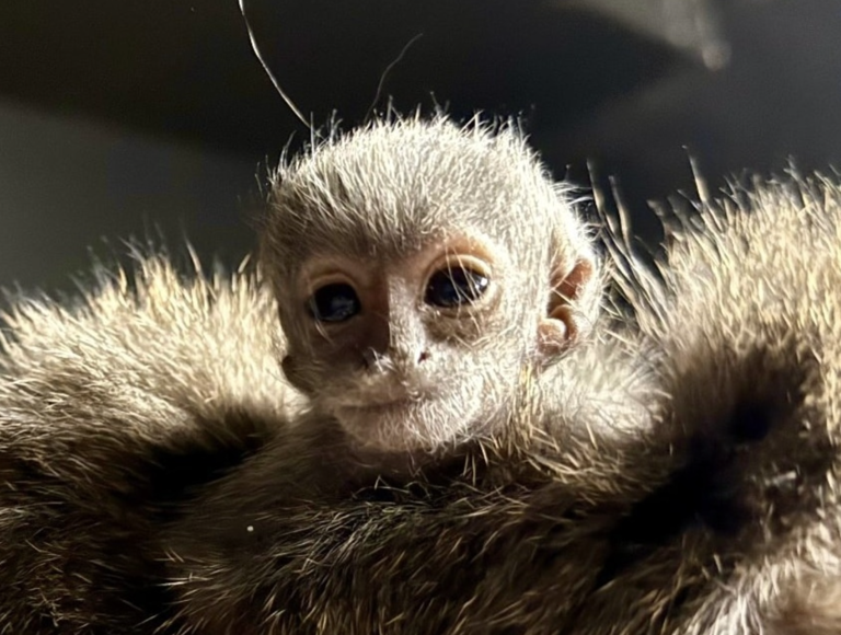 Massachusetts zoo shares big news: Newborn titi monkey “Gollum” has arrived