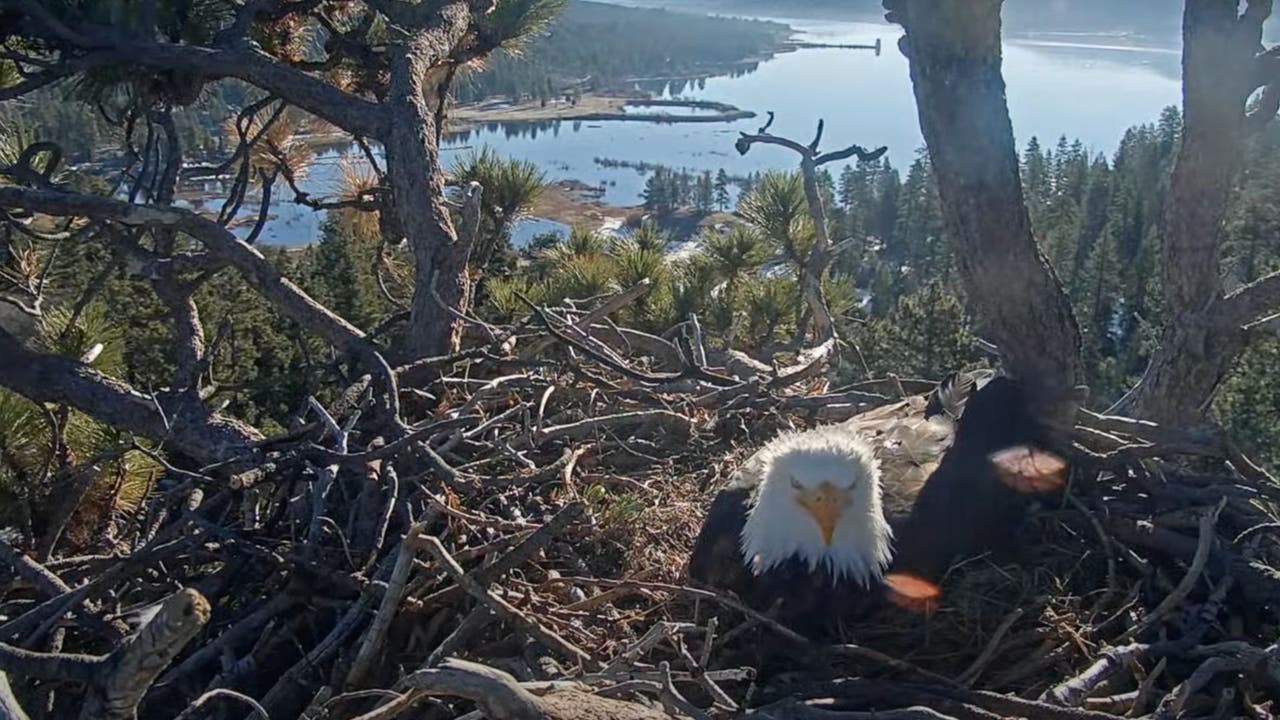 Big Bear bald eagles live cam: Jackie and Shadow welcome 2nd egg of new ...