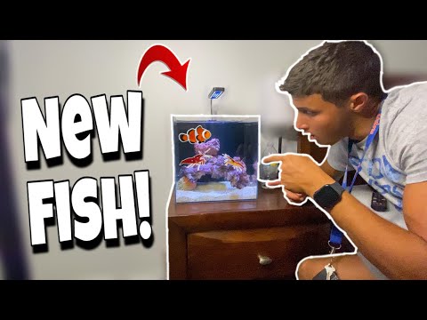 Buying new fish and invertebrates for mini aquarium!