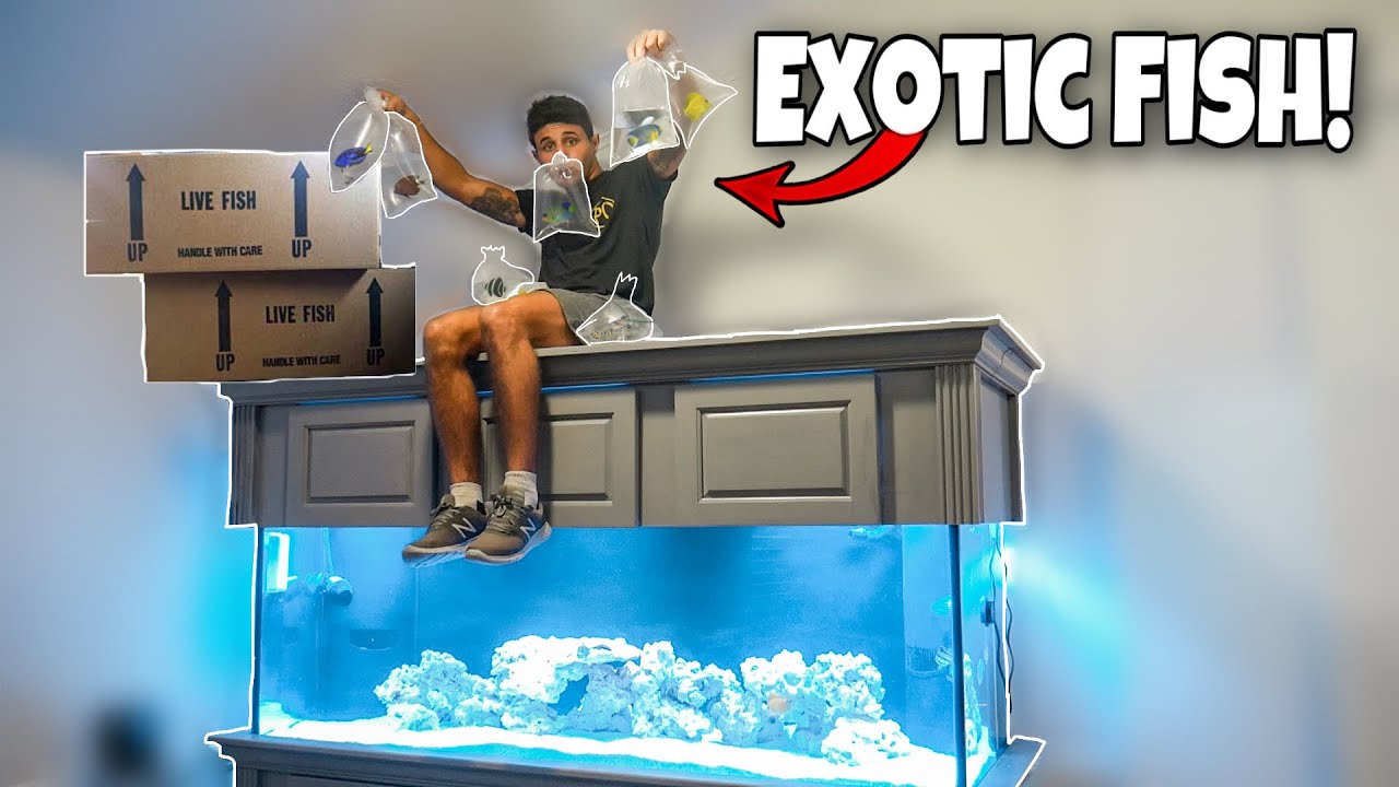 Buying exotic fish for my aquarium!