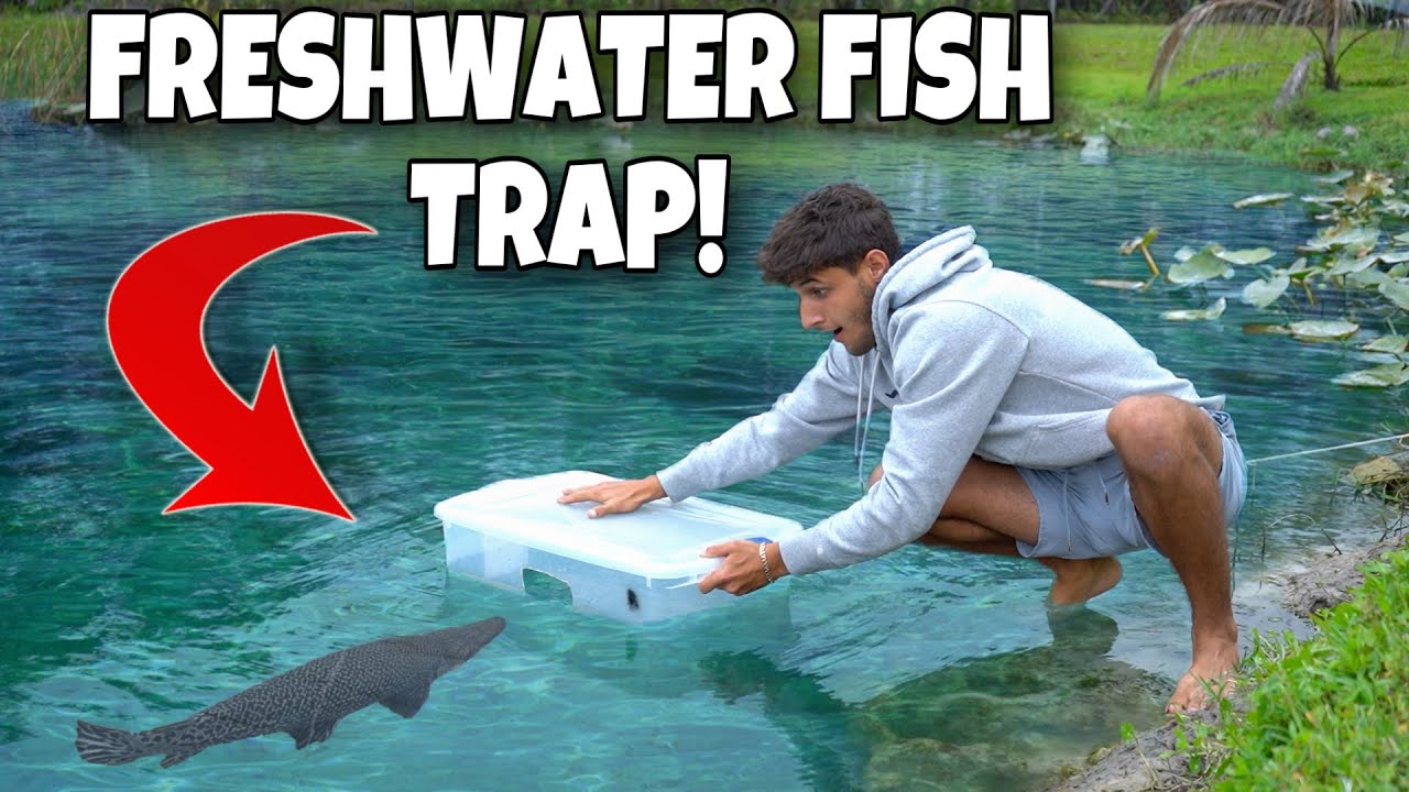 24 hour fish trap catches undiscovered fish in backyard pond!