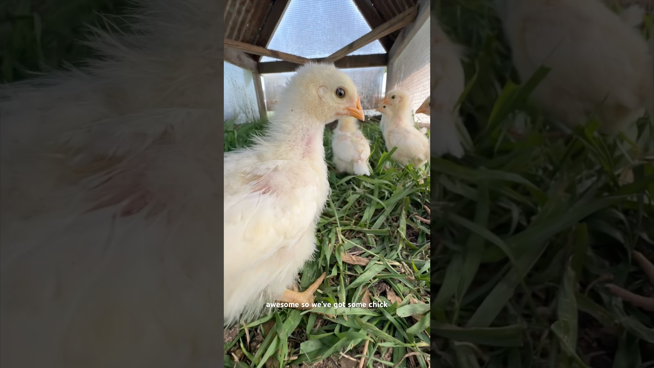 Breeding, raising, and harvesting dual-purpose birds for meat and eggs ...