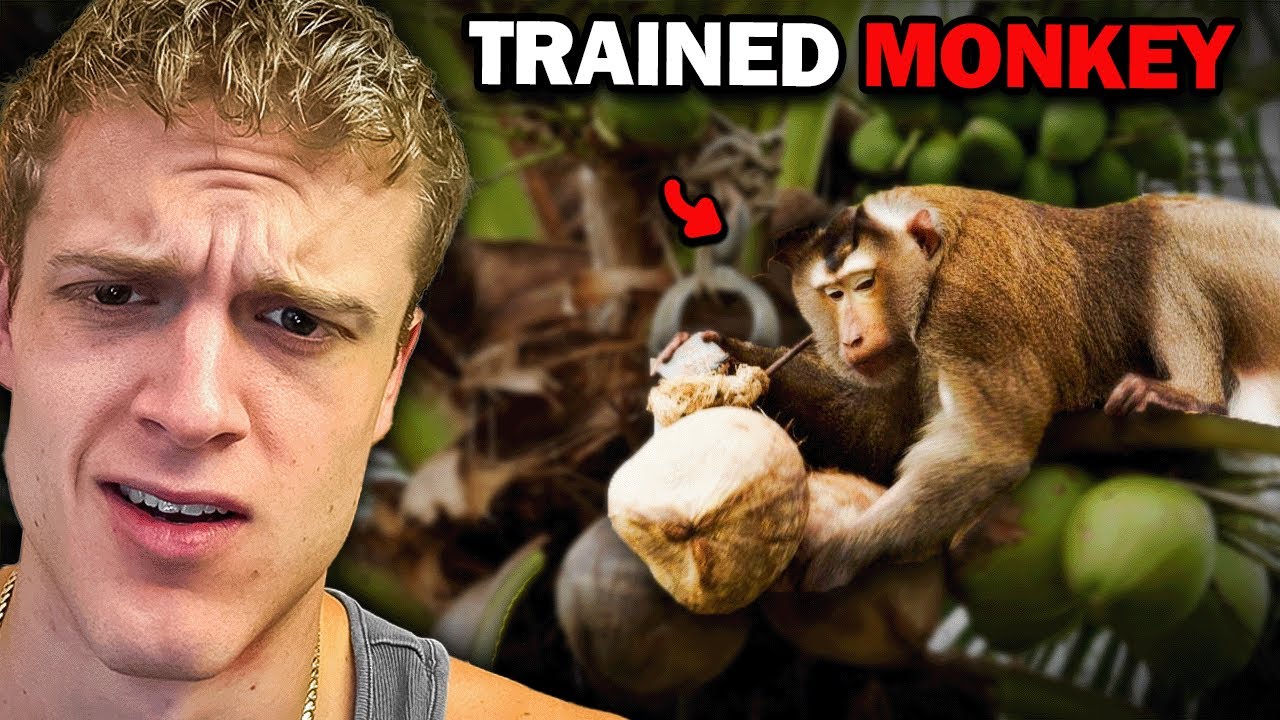 The worker coconut monkey trade