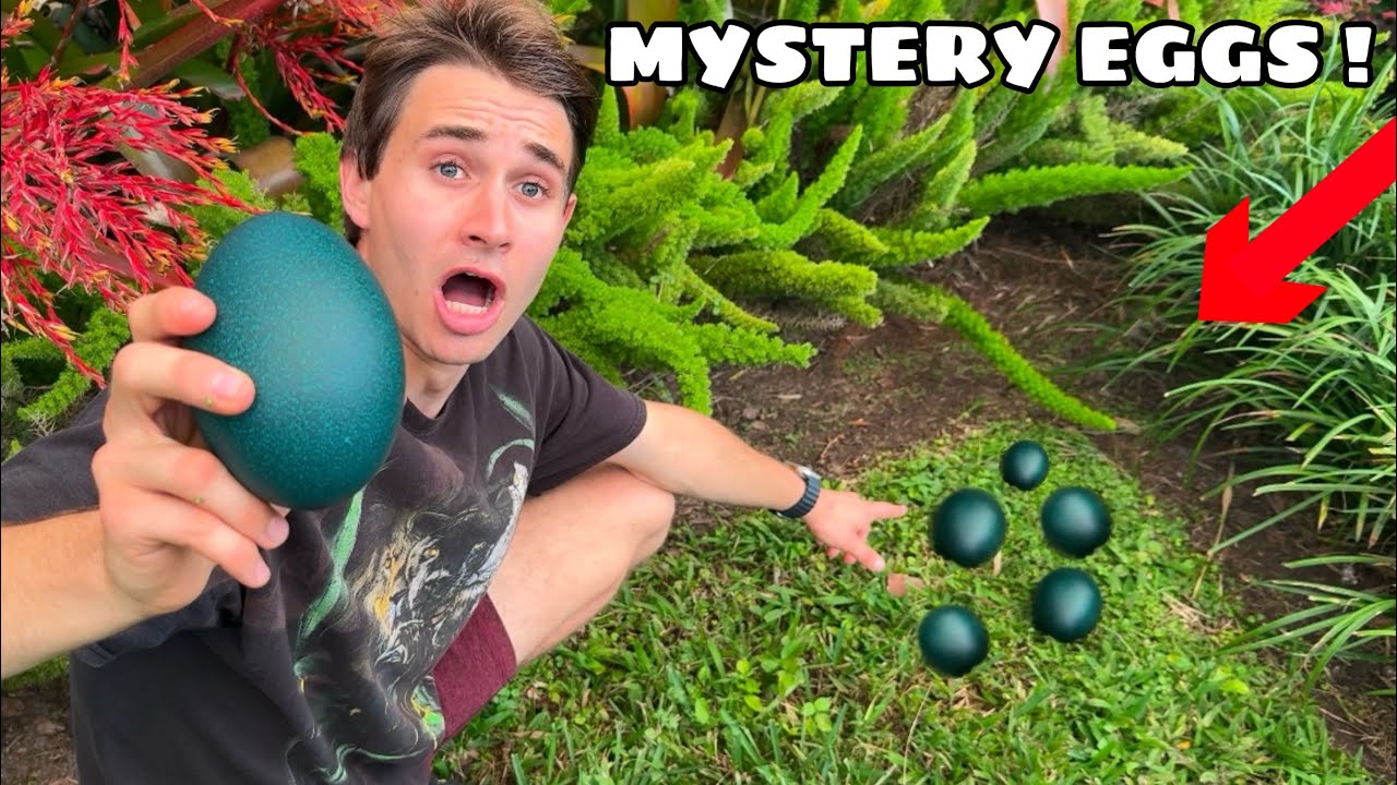 I found a secret nest of eggs!