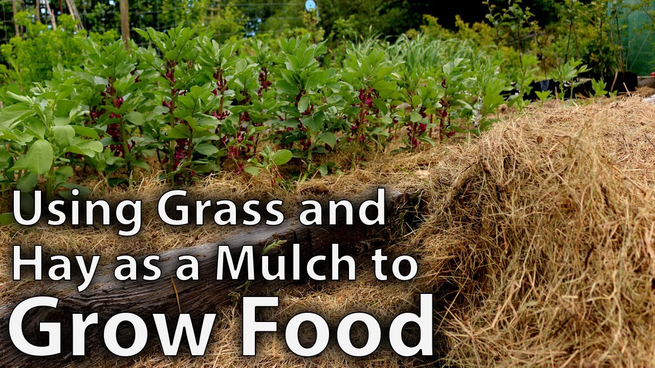 Using hay and grass as mulch to grow food