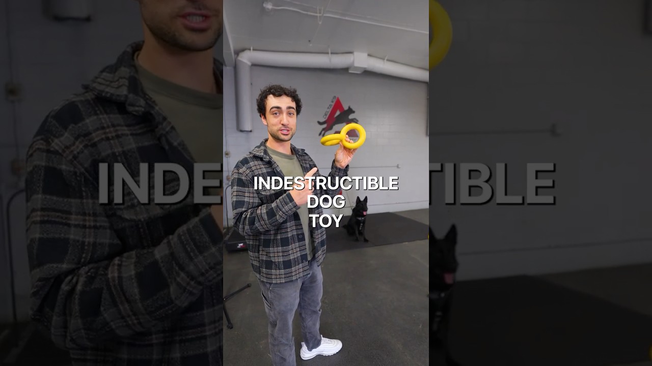 K9 vs. indestructible dog toy
