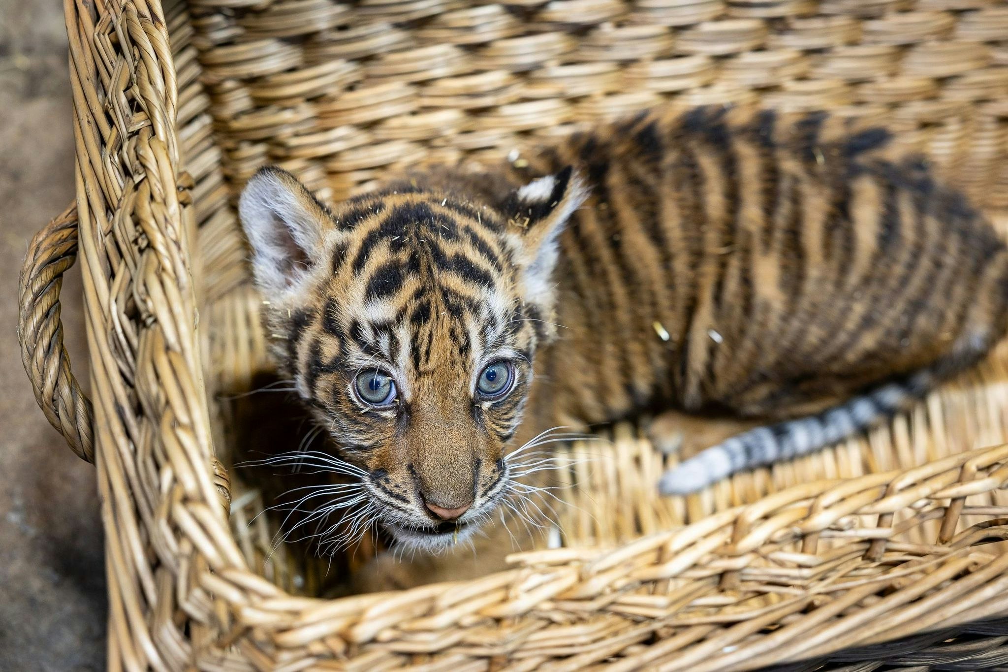 Zwei Monate alt: Sumatra-Tiger-Baby im Tierpark Berlin entwickelt sich gut