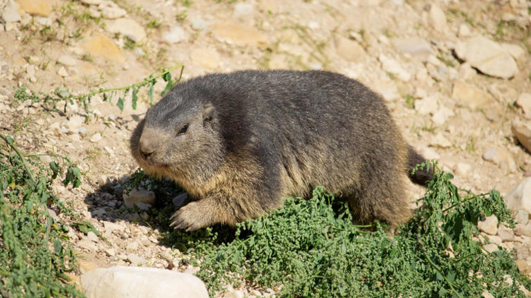 10 clear signs you have groundhogs living in your yard