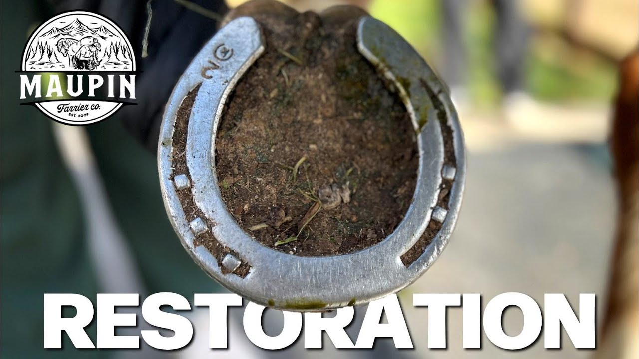 Front hoof restoration | ASMR