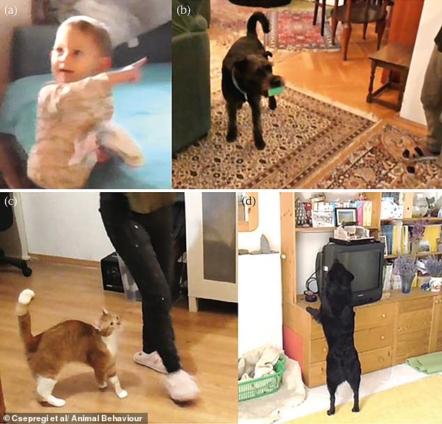 Face it, your cat doesn't care about you: Felines 'rarely help' their ...