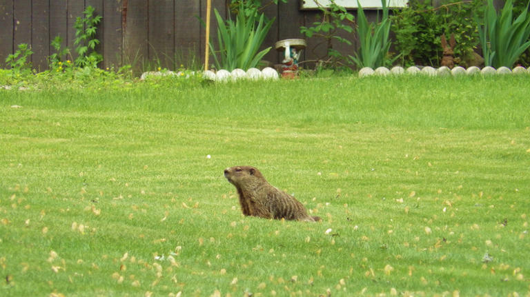 10 clear signs you have groundhogs living in your yard