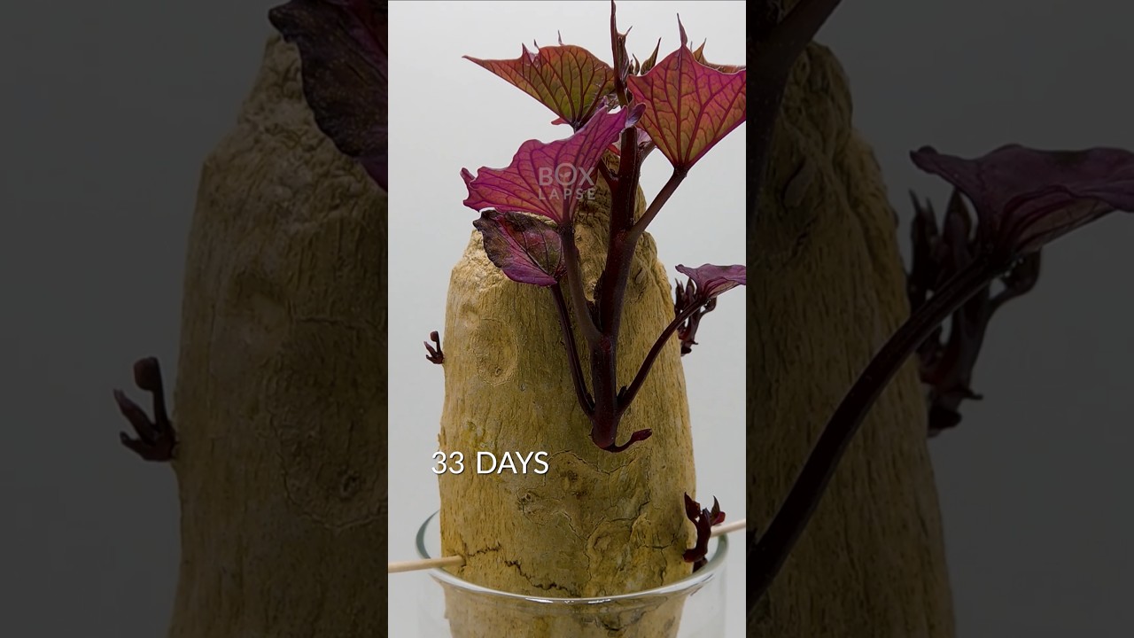 237 days in 42 seconds - Sweet potato