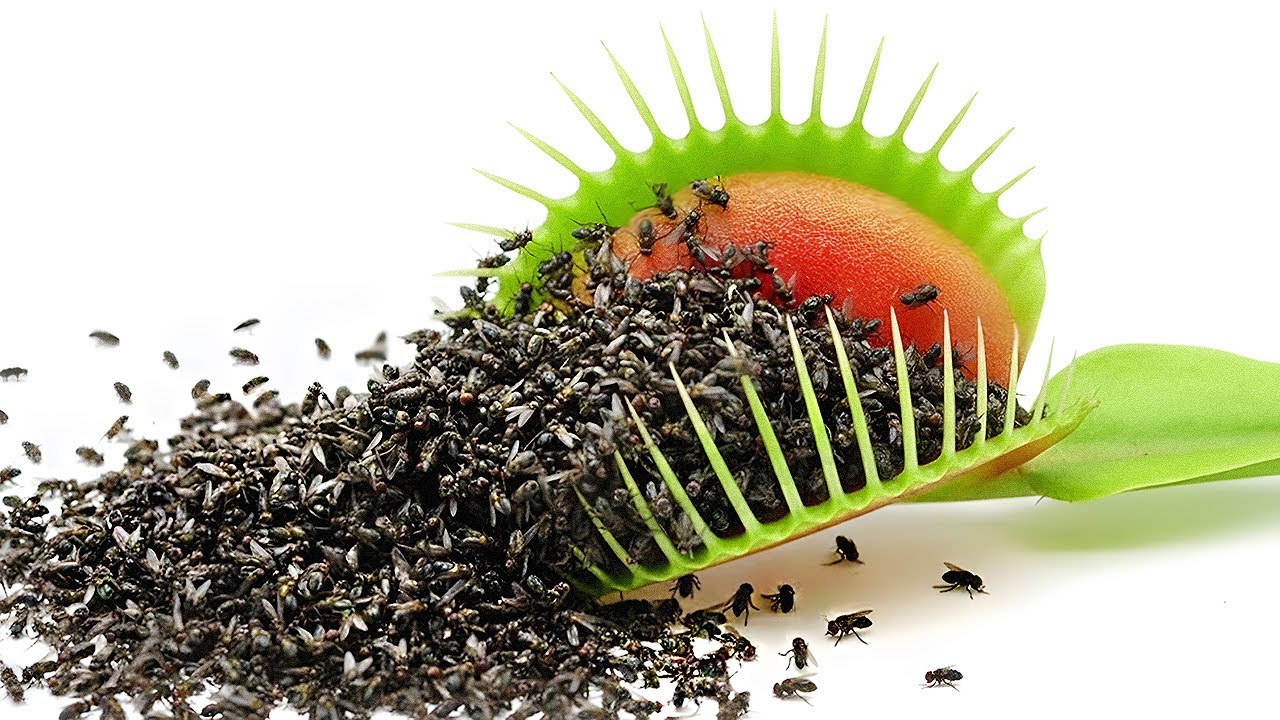 1,000 flies vs. Venus fly trap