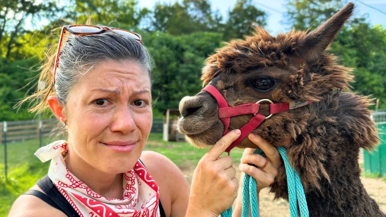 The truth about owning alpacas