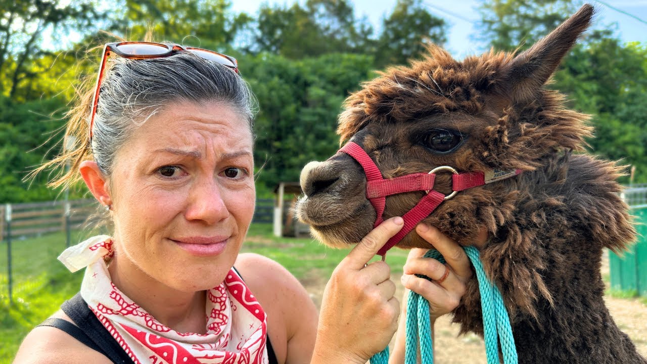 I regret getting alpacas – here’s why