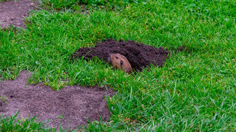 10 clear signs you have groundhogs living in your yard