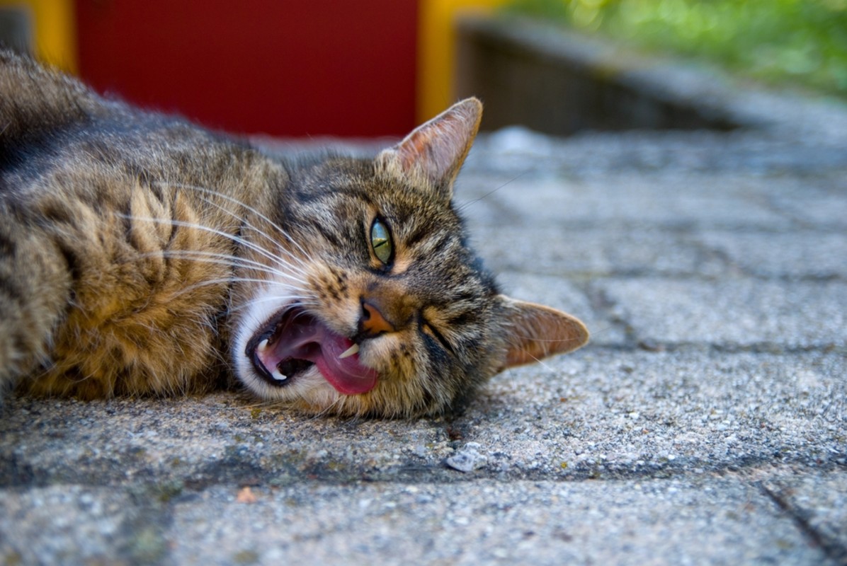 Dramatic cat fakes an eye injury whenever his human has a snack