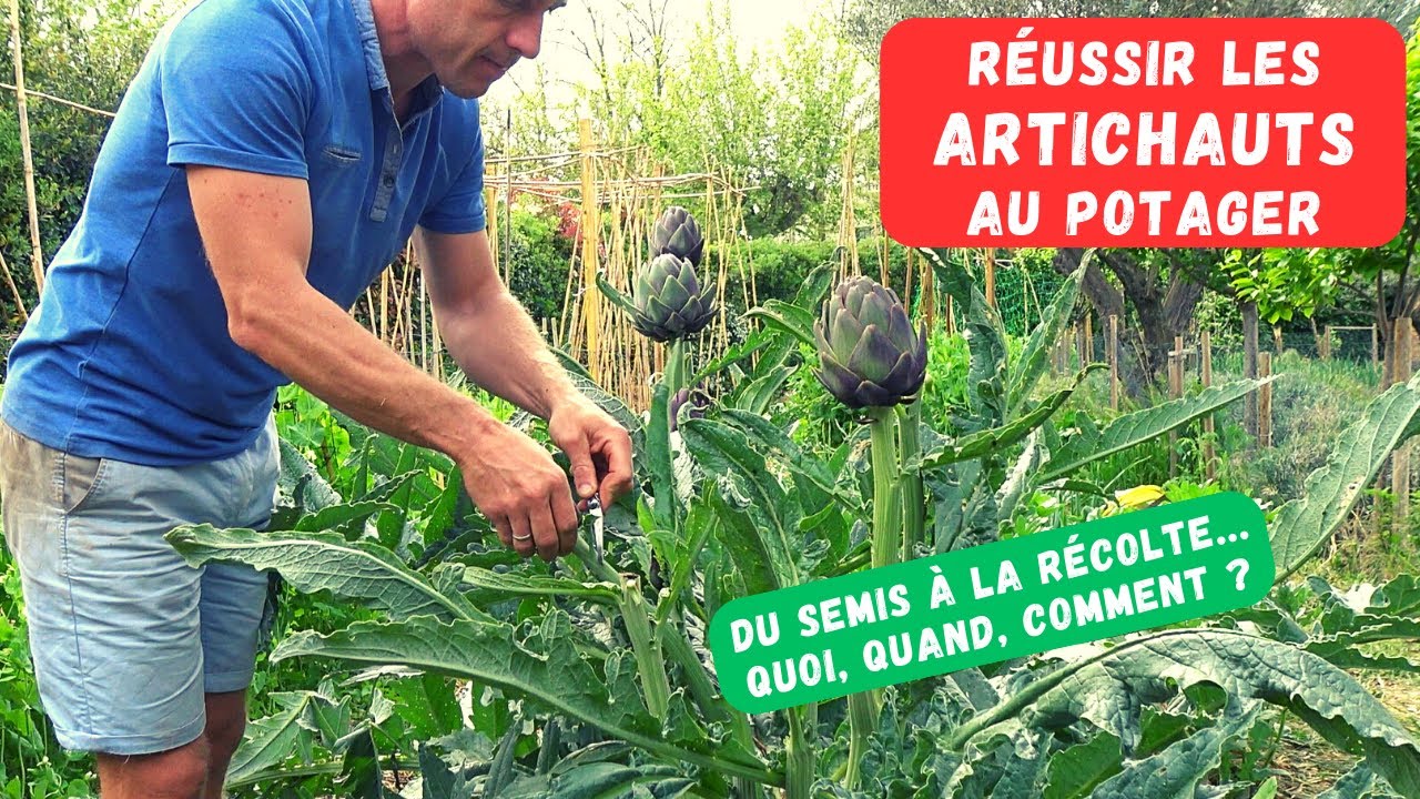 Cultiver l’artichaut au potager guide complet — free download