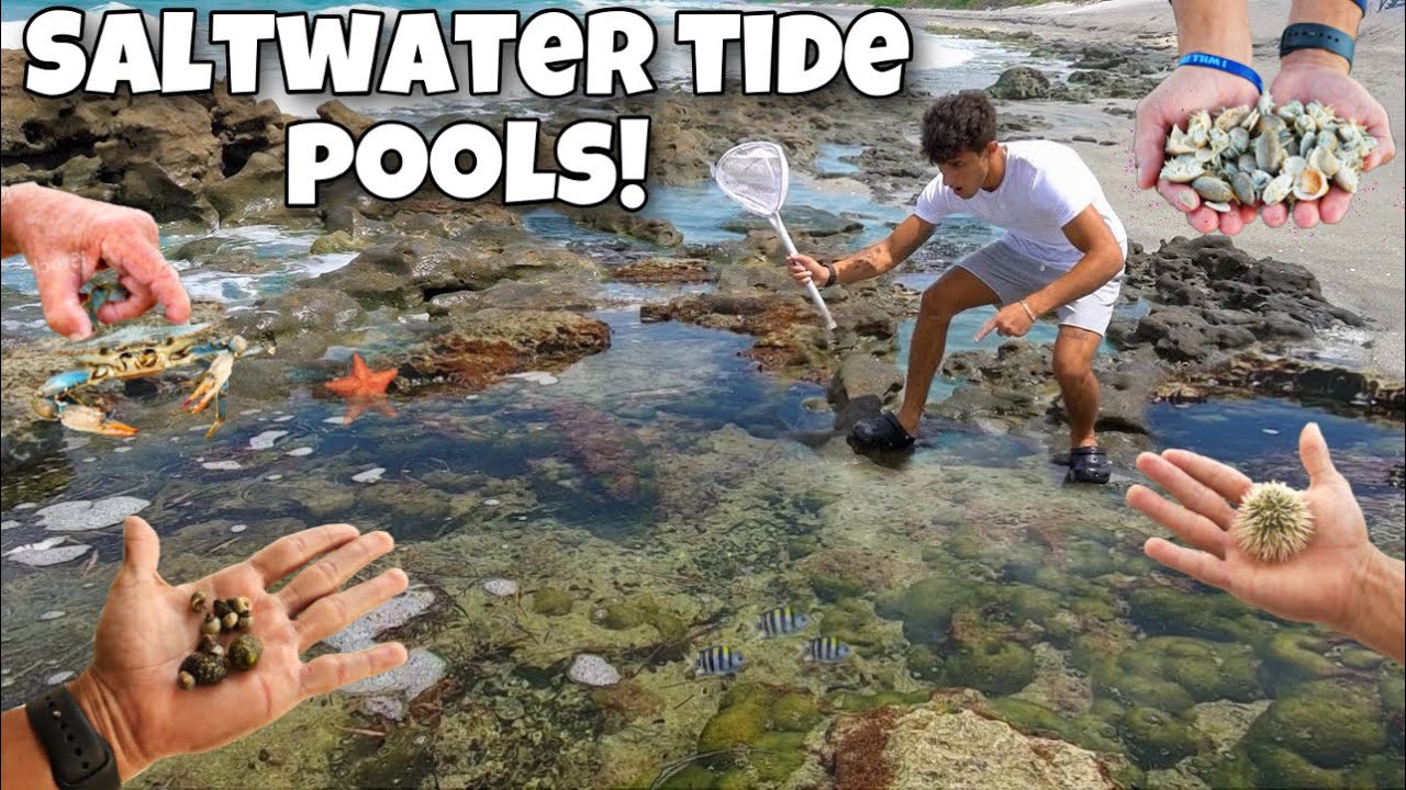 Catching bait out of tide pools for my exotic fish! Feeding