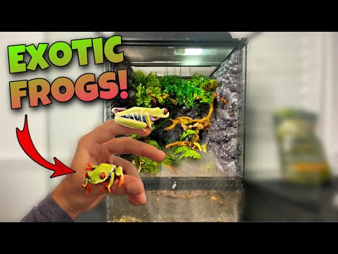 My new pet red eye tree frogs!