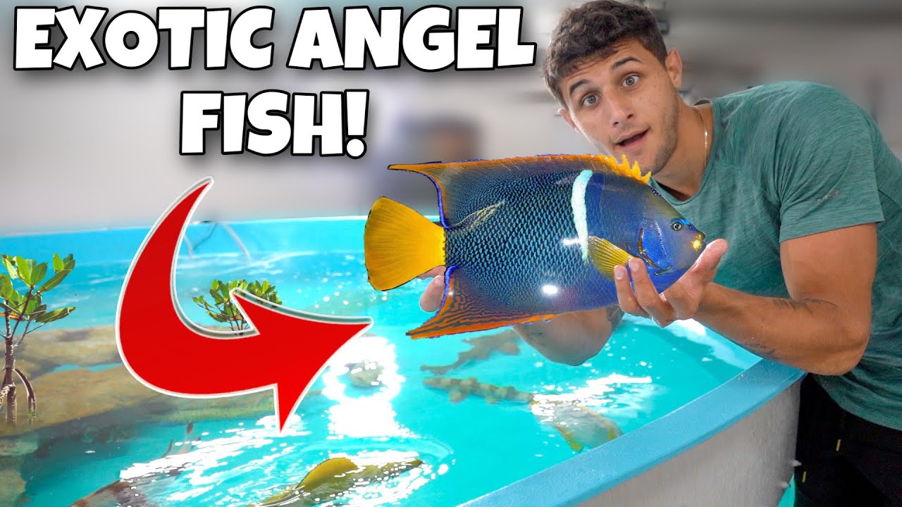 Buying exotic angel fish for my saltwater pond!