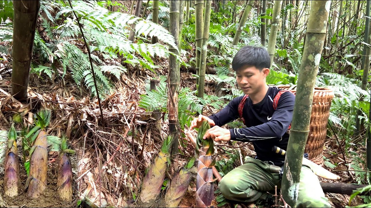 Living off-grid: Harvesting big bitter bamboo shoots