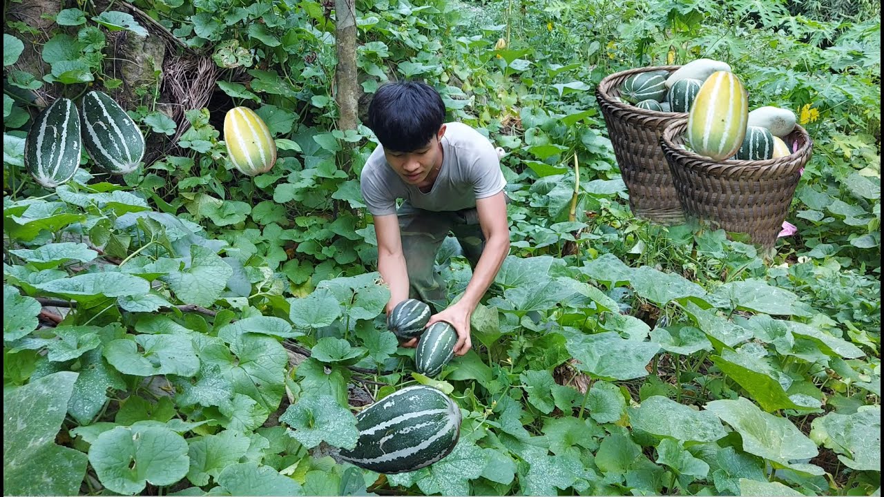 4 months growing wild watermelon - off-grid life in Vietnam