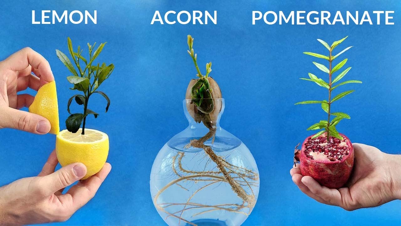 Seeds to blooms: 984 days in a time-lapse