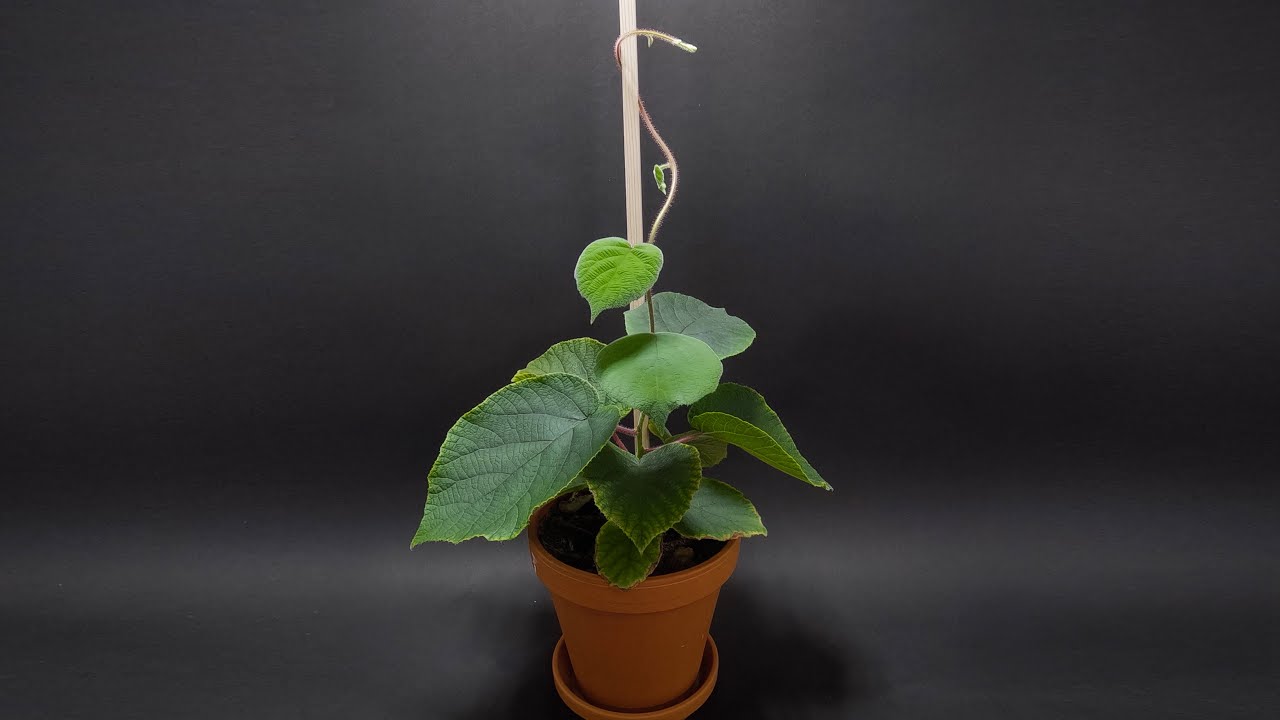 From seed to fruit: 224 days of kiwi growth in 30 minutes