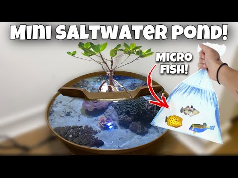 I chose the perfect micro fish for my mini pond!🐟