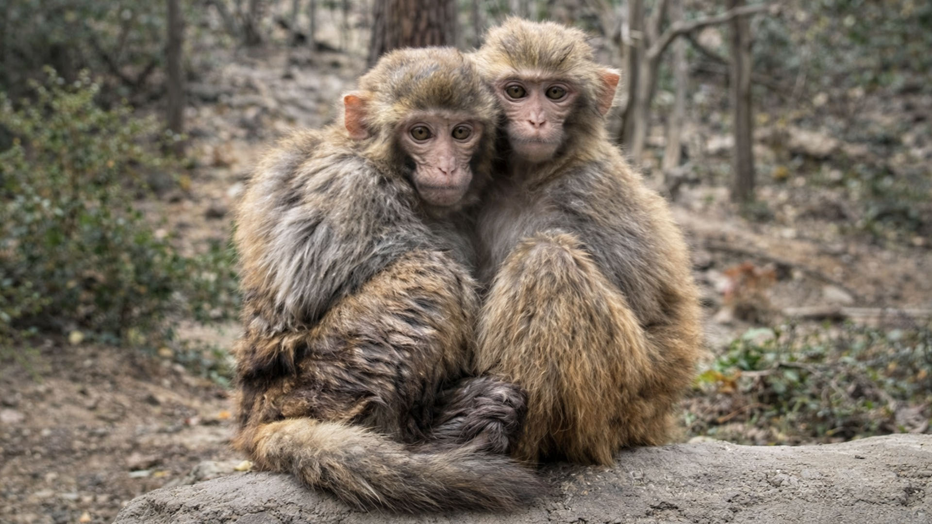 Two monkeys share warmth together