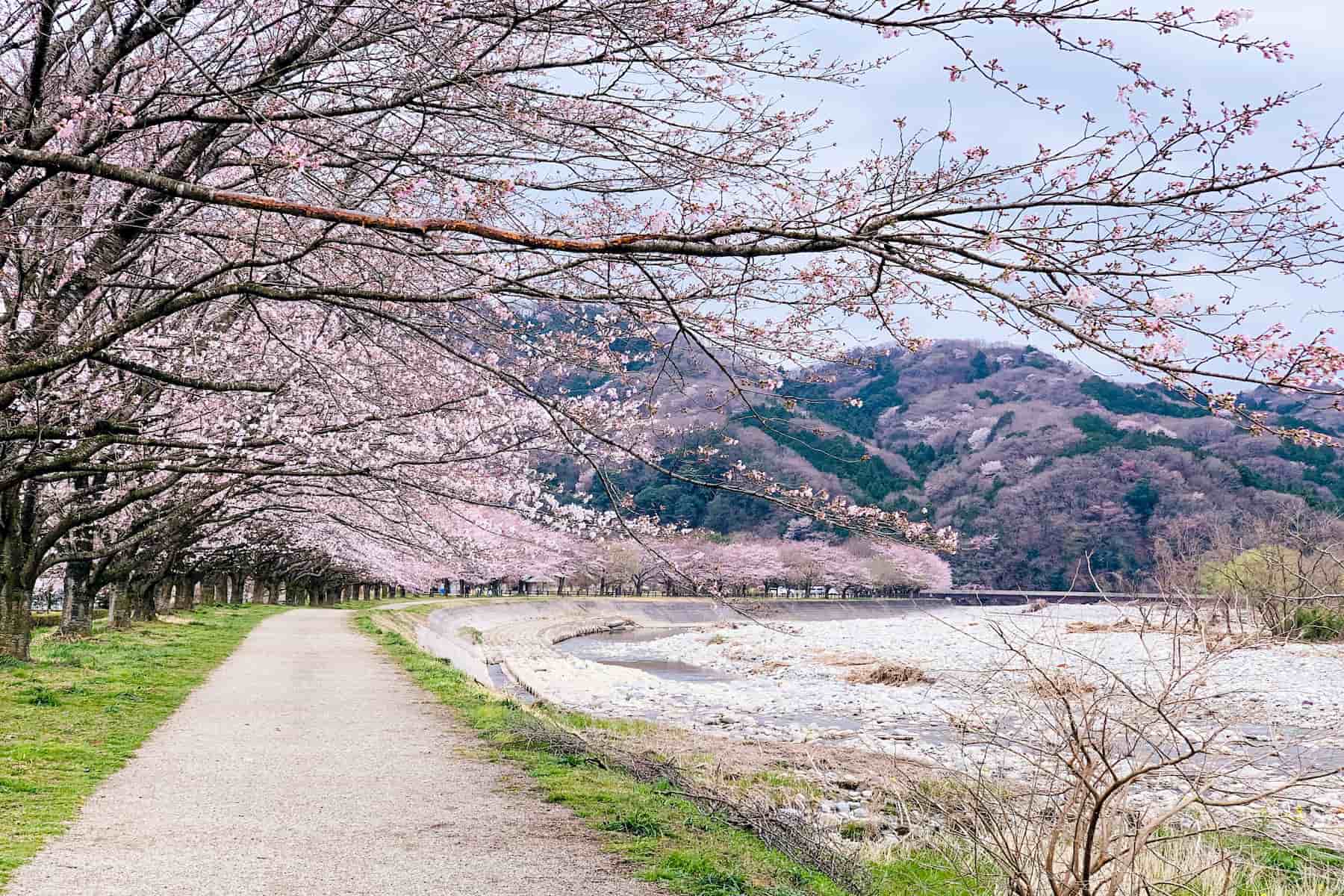 Where to see cherry blossoms in Japan: 10 spots to add to your spring ...