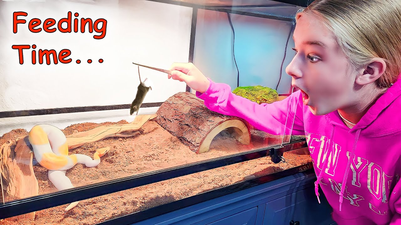 Watch me feed a banana pied ball python!