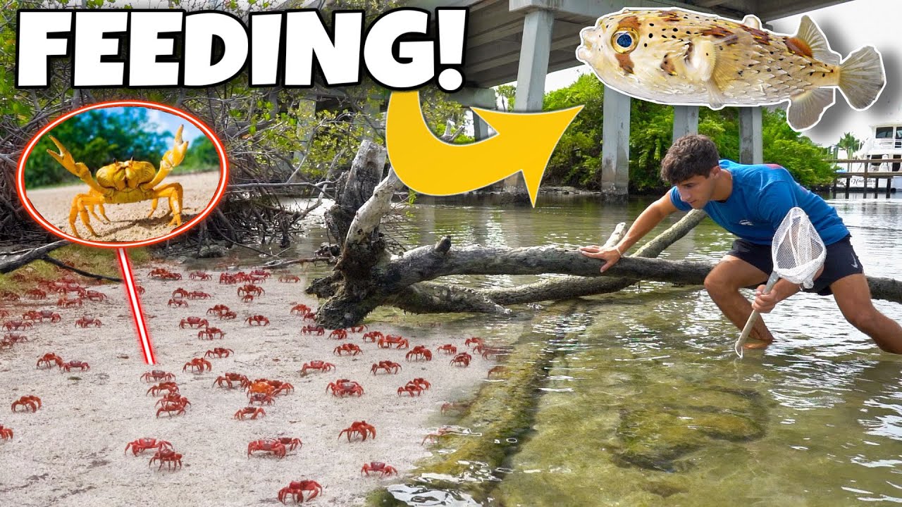 Explore my backyard pond with an unusual twist 🌊