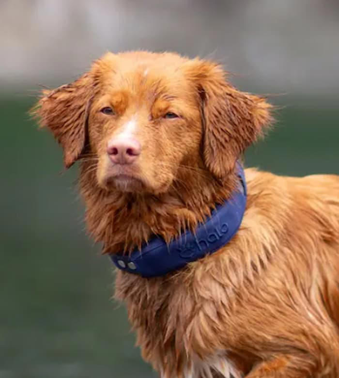Halo dog collar review: A veterinarian’s honest look