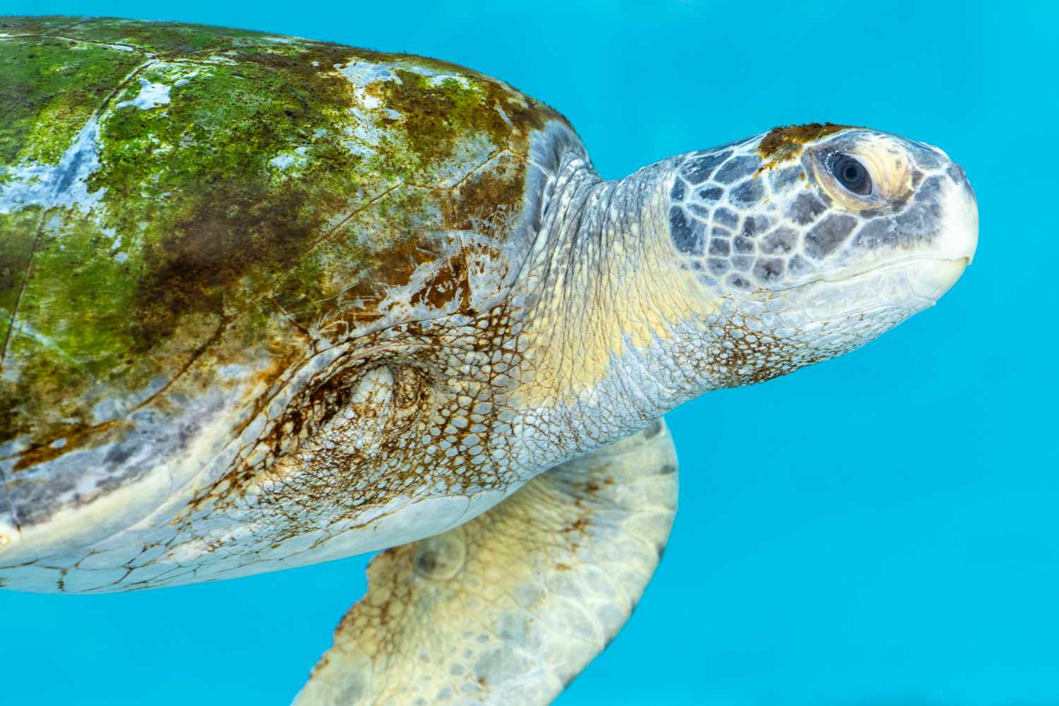 'Porkchop' the 3-flippered sea turtle returns to the ocean after ...