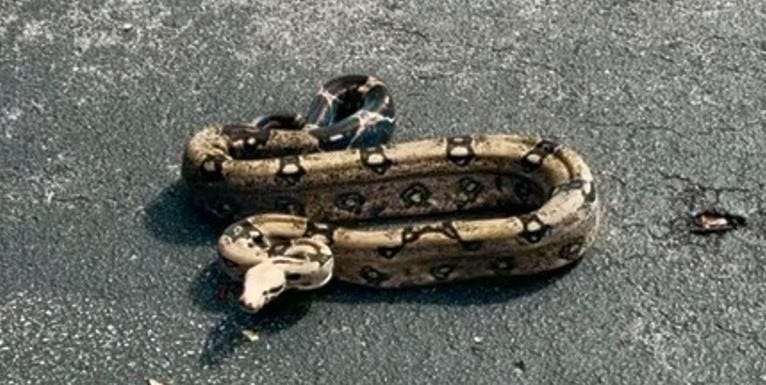 Florida man wrangles 7-foot boa constrictor before heading to work