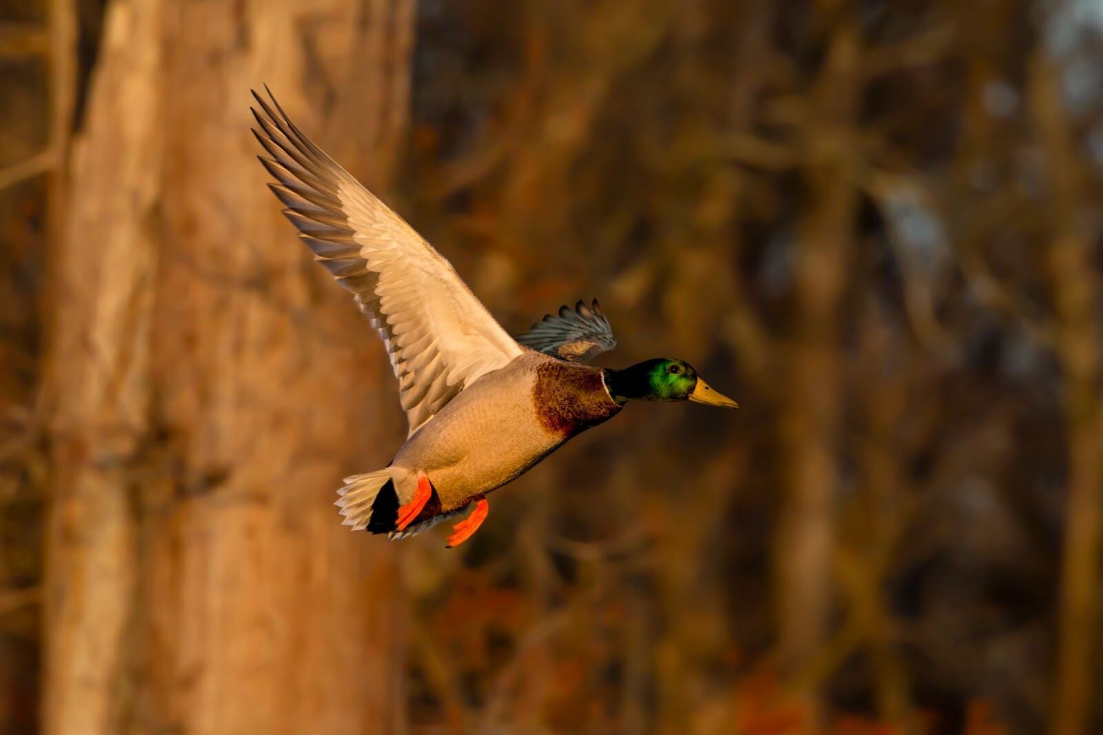 Arkansas senator expresses concern for declining duck populations
