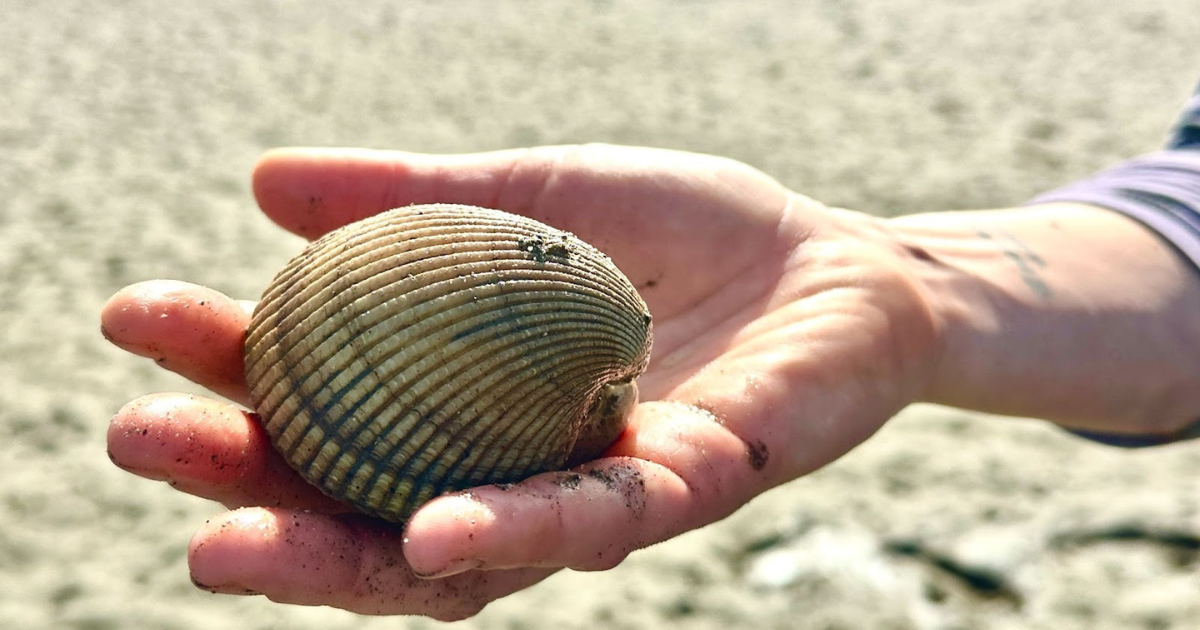 I went clam digging in Northern California: Here's what it's really like