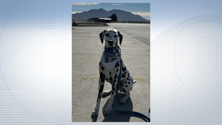 Las Vegas therapy dog in the running for USO Canine Volunteer of the Year